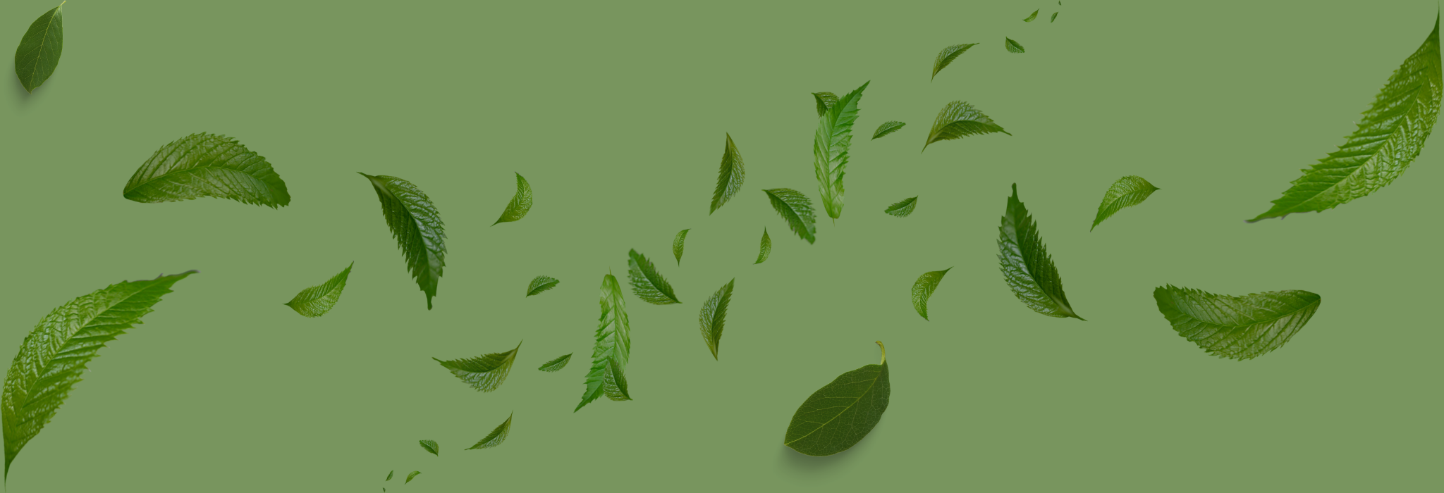 Shyamkali Header Banner